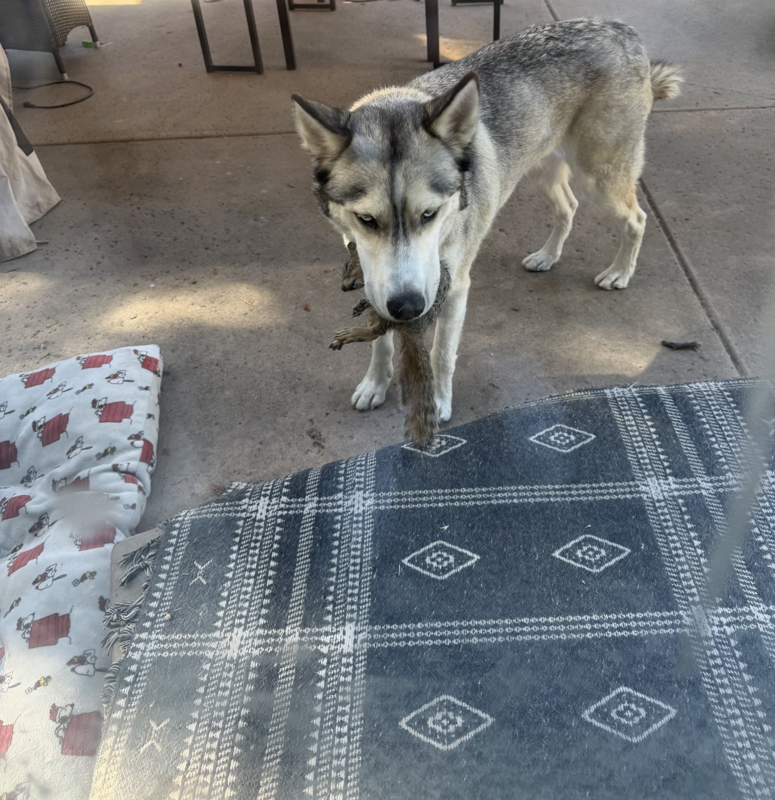 Husky on the patio